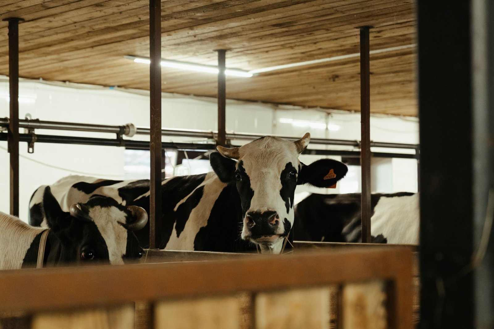 Dairy and livestock farms