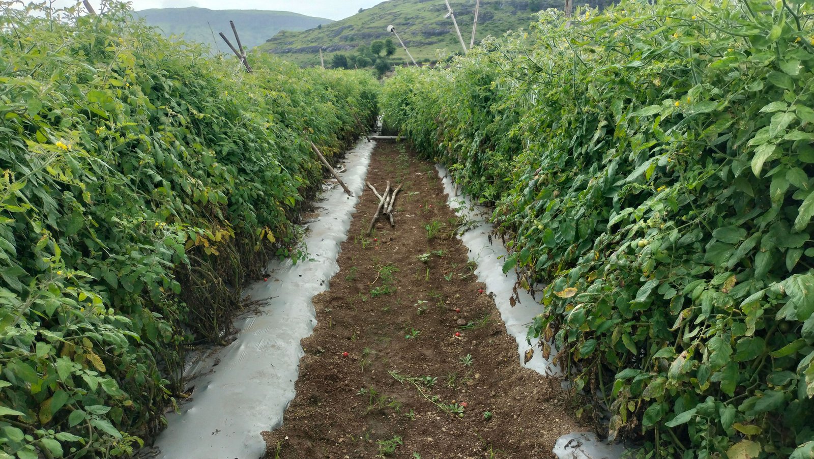 Crop and vegetable farms